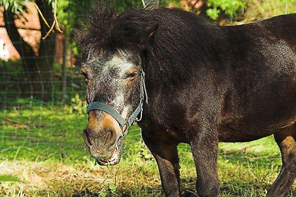포토 JPG 해외이미지 동물 포유류 자연 사람없음 초록색 갈색 머리 회색 먹기 조랑말 옛날 해외포토 컬러 모션 신체부위 말_동물 생태계 파일형식 이미지허브