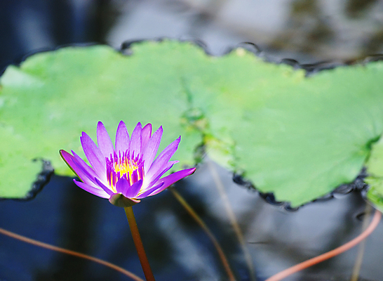포토 JPG 해외이미지 식물 공원 꽃 호수 선 백그라운드 꽃무늬 자연 동양인 사람없음 야외 물 파란색 컬러풀 뷰티 노란색 평화 정원 일본 보라색 검은색 화목 낭만 벚꽃 연못 신선 신용카드 개화 닫기 묘사 명상 엽서 이국적 취급주의 해외포토 자연요소 공공시설 아시아 컬러 컨셉 무늬 모션 경고 인종 금융 편지 생태계 파일형식 이미지허브