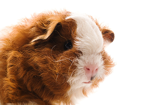 포토 JPG 해외이미지 한마리 사람없음 기니피그 해외포토 1 포유류 파일형식 이미지허브