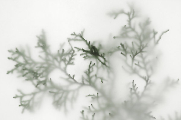 포토 JPG 해외이미지 식물 계절 백그라운드 겨울 패턴 자연 휴가 사람없음 가로 초록색 회색 질감 상록수 내추럴 반투명 카피스페이스 해외포토 컬러 무늬 공백 생태계 파일형식 이미지허브