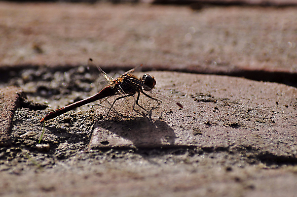 포토 JPG 해외이미지 동물 1 야생동물 나비 곤충 백그라운드 날개 자연 날리기 생물 안테나 동물원 사람없음 여름 세트 뷰티 갈색 노란색 검은색 줄무늬 자유 덮개 흰색 오픈 닫기 벌레 위험 수집 묘사 싱글 생물학 나방 찌르기 고립 해외포토 계절 교육 컬러 컨셉 무늬 통신 모션 뚜껑 생태계 파일형식 이미지허브