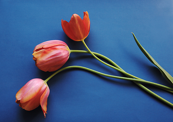 포토 JPG 해외이미지 분홍색 실내 사람없음 파란색 튤립 세송이 해외포토 꽃 컬러 3 내부 파일형식 이미지허브