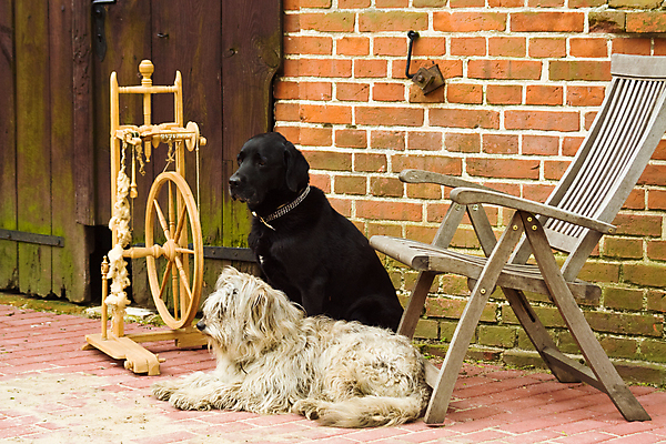 포토 JPG 해외이미지 동물 2 의자 창문 포유류 벽돌 앉기 사람없음 야외 가로 농장 문 검은색 회색 시골 양치기 개 래브라도리트리버 무역 외양간 해외포토 직업 산업 컬러 가구 농업 모션 리트리버 파일형식 이미지허브