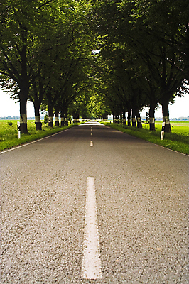 포토 JPG 해외이미지 나무 공원 도로 교통시설 거리 풍경 초원 사람없음 초록색 회색 시골 방향 길가 해외포토 식물 공공시설 길 컬러 교통 시설 파일형식 이미지허브
