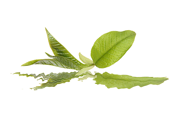 포토 JPG 해외이미지 나무 식물 잎 패턴 자연 사람없음 초록색 봄 성장 자르기 흰배경 고립 해외포토 계절 컬러 백그라운드 무늬 모션 흰색 생태계 파일형식 이미지허브