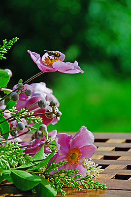 포토 JPG 해외이미지 꽃 줄기 분홍색 꽃다발 꽃무늬 탁자 선물 사람없음 야외 목재 장식 초록색 태양 갈색 새싹 정원 맑음 흰색 선택 원예 거짓말 해외포토 자연요소 나무 식물 컬러 가구 컨셉 무늬 재료 날씨 취미 파일형식 이미지허브