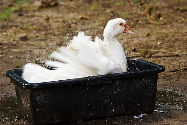 포토 JPG 해외이미지 동물 농업 날개 조류 오리 수영장 사람없음 가로 물 농장 갈색 검은색 가축 목욕 흰색 시골 던지기 씻기 빨래 밭일 해외포토 자연요소 산업 컬러 가사 모션 청결 파일형식 이미지허브