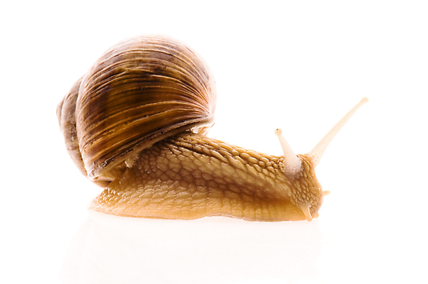 포토 JPG 해외이미지 한마리 연체동물 실내 사람없음 흰배경 해외포토 1 백그라운드 무척추동물 내부 흰색 파일형식 이미지허브