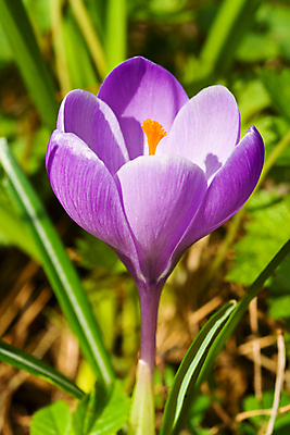포토 JPG 해외이미지 식물 꽃 사람없음 세로 초록색 햇빛 갈색 보라색 봄 벚꽃 제비꽃 꽃수술 해외포토 계절 컬러 태양 파일형식 이미지허브