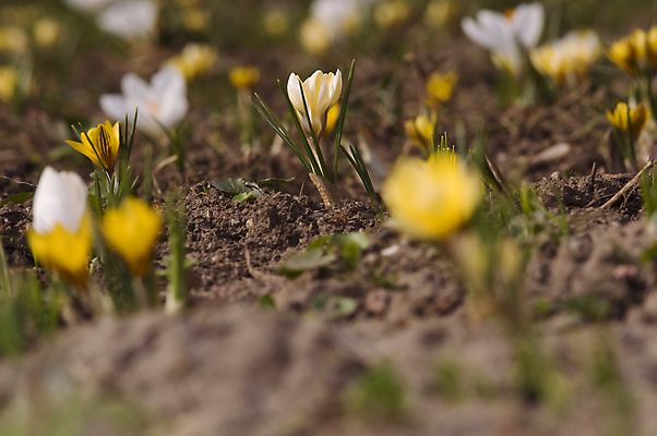 포토 JPG 해외이미지 식물 계절 공원 꽃잎 꽃 백그라운드 꽃무늬 밭 자연 하늘 사람없음 야외 초록색 컬러풀 뷰티 노란색 환경 정원 봄 성장 벚꽃 흰색 신선 개화 닫기 작음 다발 묘사 싱글 원예 데이지 내추럴 고립 해외포토 공공시설 컬러 무늬 농업 모션 취미 크기 생태계 파일형식 이미지허브