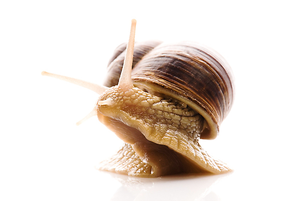 포토 JPG 해외이미지 한마리 연체동물 실내 근접촬영 사람없음 흰배경 해외포토 1 뷰포인트 백그라운드 무척추동물 내부 흰색 파일형식 이미지허브