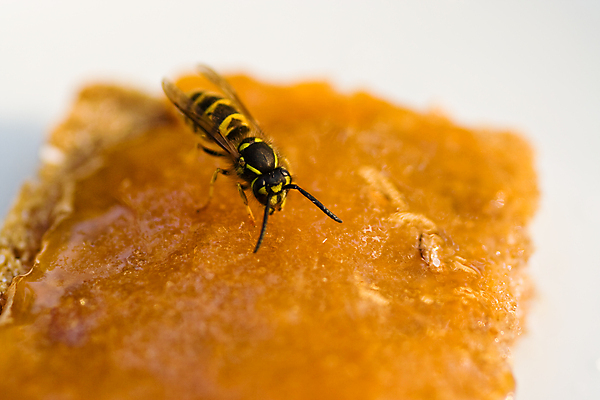 포토 JPG 해외이미지 빵 곤충 안테나 사람없음 가로 노란색 검은색 말벌 먹이 잼 젤리 마멀레이드 해외포토 동물 음식 컬러 통신 디저트 소스_음식 벌_곤충 파일형식 이미지허브