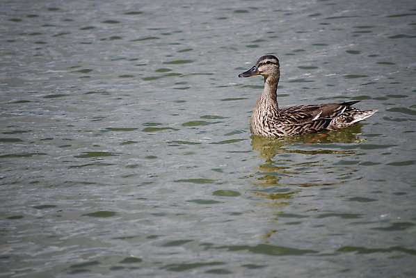 포토 JPG 해외이미지 동물 공원 호수 야생동물 어린이 날개 오렌지 가족 발 자연 조류 엄마 오리 사람 풍경 사람없음 야외 초록색 물 여름 강 컬러풀 농장 반사 노란색 수영 웹 봄 젖음 연못 그룹 작음 깃털 부리 청둥오리 내추럴 해외포토 자연요소 계절 공공시설 컬러 농업 인터넷 과일 관계 신체부위 수상스포츠 크기 생태계 파일형식 이미지허브