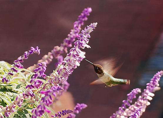 포토 JPG 해외이미지 꽃 야생동물 조류 사람없음 야외 비행 작음 벌새 해외포토 식물 동물 크기 파일형식 이미지허브