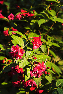 포토 JPG 해외이미지 식물 꽃 사람없음 빨간색 초록색 햇빛 벚꽃 관목 해외포토 나무 컬러 태양 파일형식 이미지허브