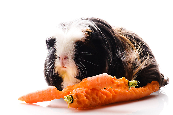 포토 JPG 해외이미지 한마리 사람없음 당근 기니피그 해외포토 1 포유류 뿌리채소 파일형식 이미지허브