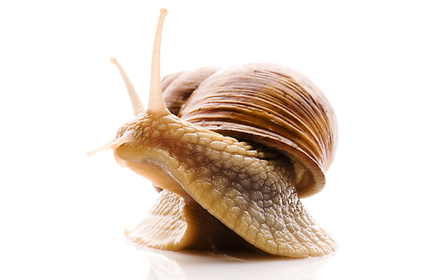 포토 JPG 해외이미지 한마리 연체동물 실내 사람없음 흰배경 해외포토 1 백그라운드 무척추동물 내부 흰색 파일형식 이미지허브