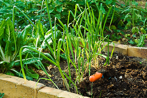 포토 JPG 해외이미지 식물 농업 사람없음 야외 가로 초록색 농작물 햇빛 갈색 정원 성장 침대 업무 작업 삽 원예 채소밭 심기 세련 해외포토 산업 컬러 가구 밭 모션 취미 태양 파일형식 이미지허브
