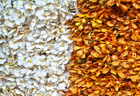 포토 JPG 해외이미지 꽃잎 꽃 아시아 태국 건조 사람없음 관광지 세일 쌓기 도시 시장 고급 방콕 부드러움 해외포토 식물 나라 여행 컨셉 모션 감각 파일형식 이미지허브