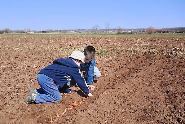 포토 JPG 해외이미지 식물 문화 어린이 농업 채소 전구 자연 놀이 양파 노동자 소년 야외 두명 농장 정원 흙 봄 성장 작업 농부 유기농 원예 날것 형제 먼지 내추럴 땅바닥 밭일 파종 해외포토 직업 웰빙 계절 남자 산업 가족 바닥 사람 취미 농사 생태계 파일형식 이미지허브