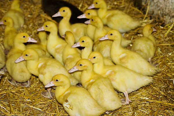 포토 JPG 해외이미지 동물 새끼 농업 조류 오리 사람없음 가로 농장 노란색 가축 농촌 시골 묘사 부드러움 솜털 밀짚 외양간 밭일 해외포토 산업 컬러 감각 짚 파일형식 이미지허브