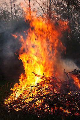 포토 JPG 해외이미지 나무 오렌지 독일 사람없음 빨간색 세로 갈색 노란색 정원 나뭇가지 시골 뜨거움 모닥불 연소 화상 해외포토 식물 유럽 컬러 과일 불 상처 파일형식 이미지허브