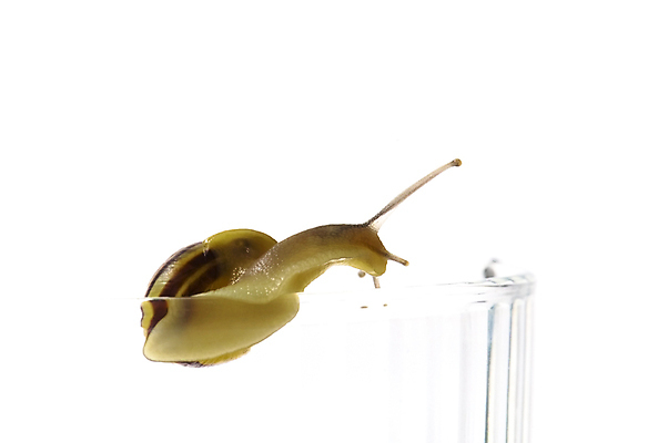 포토 JPG 해외이미지 한마리 잔 연체동물 실내 사람없음 흰배경 기어가기 해외포토 1 식기 백그라운드 모션 무척추동물 내부 흰색 파일형식 이미지허브