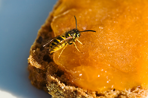 포토 JPG 해외이미지 빵 곤충 안테나 사람없음 가로 햇빛 노란색 검은색 말벌 먹이 잼 젤리 마멀레이드 해외포토 동물 음식 컬러 통신 디저트 태양 소스_음식 벌_곤충 파일형식 이미지허브