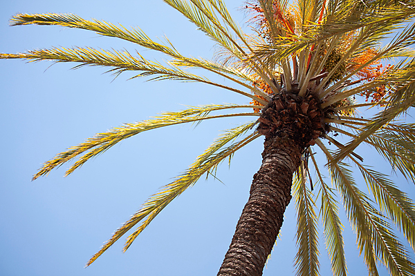 포토 JPG 해외이미지 나무 식물 여행 잎 2 자연 하늘 휴식 손바닥 사람없음 세로 초록색 파란색 태양 꿈 스페인 지중해 순수 휴양지 긍정 이국적 이상 파라다이스 해외포토 자연요소 손 유럽 바다 컬러 컨셉 장소 생태계 파일형식 이미지허브