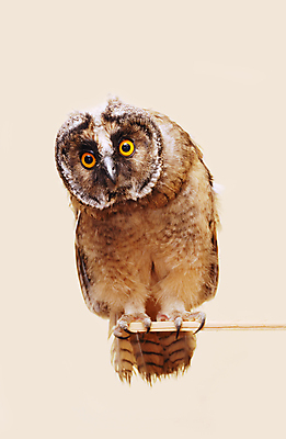 포토 JPG 해외이미지 동물 응시 야생동물 백그라운드 자연 조류 생물 서기 앉기 성인 사람없음 갈색 관찰 닫기 먹이 심볼 육식동물 부엉이 사냥꾼 고립 포식 해외포토 직업 시선 컬러 모션 사람 생태계 파일형식 이미지허브