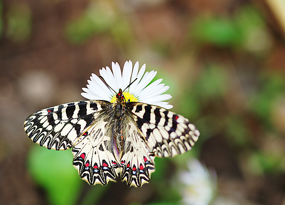 포토 JPG 해외이미지 식물 계절 꽃잎 꽃 야생동물 나비 곤충 꽃무늬 날개 자연 성인 사람없음 야외 초록색 여름 뷰티 노란색 환경 정원 화목 봄 벚꽃 흰색 시골 점 닫기 핥기 수분 데이지 꿀 남쪽 내추럴 수유 해외포토 동물 컬러 컨셉 무늬 모션 사람 방향 생태계 파일형식 이미지허브