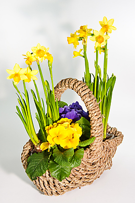 포토 JPG 해외이미지 꽃 실내 사람없음 바구니 담기 수선화 해외포토 식물 모션 내부 파일형식 이미지허브