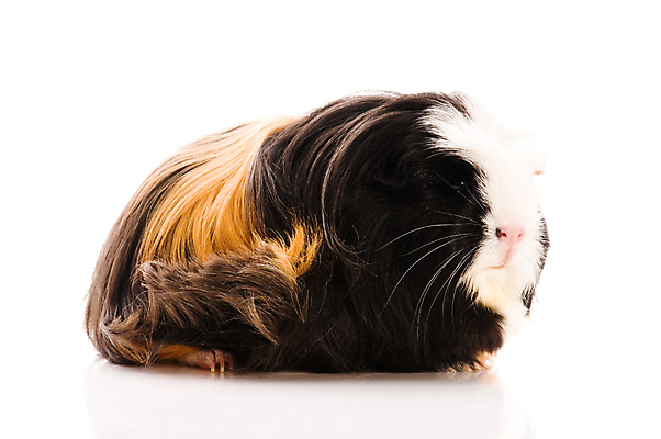 포토 JPG 해외이미지 한마리 사람없음 기니피그 해외포토 1 포유류 파일형식 이미지허브