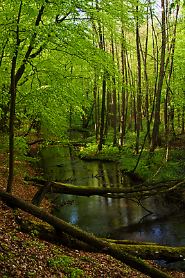 포토 JPG 해외이미지 나무 자연 독일 사람없음 야외 세로 초록색 물 강 봄 흐름 개울 숲 해외포토 자연요소 식물 계절 유럽 컬러 컨셉 생태계 파일형식 이미지허브