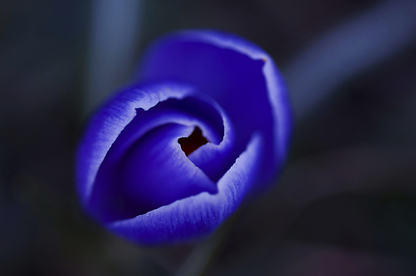 포토 JPG 해외이미지 식물 계절 공원 꽃잎 꽃 줄기 꽃다발 백그라운드 잎 겨울 꽃무늬 자연 사람없음 초록색 파란색 햇빛 뷰티 머리 정원 봄 성장 벚꽃 흰색 신선 그룹 떨어짐 숲 묘사 헌병 해외포토 공공시설 컬러 컨셉 무늬 신체부위 태양 군인 생태계 파일형식 이미지허브