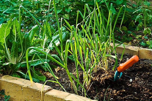 포토 JPG 해외이미지 식물 농업 사람없음 야외 가로 초록색 농작물 햇빛 갈색 정원 성장 침대 업무 작업 삽 원예 채소밭 심기 세련 해외포토 산업 컬러 가구 밭 모션 취미 태양 파일형식 이미지허브