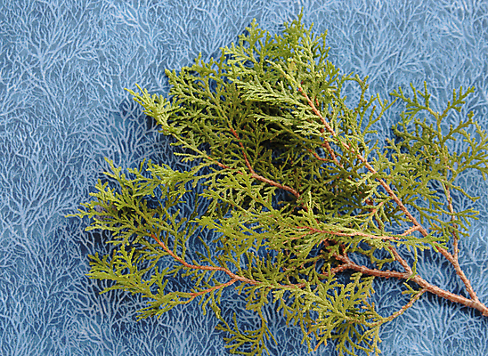 포토 JPG 해외이미지 식물 계절 백그라운드 잎 겨울 패턴 자연 사람없음 가로 초록색 파란색 갈색 천 질감 상록수 내추럴 해외포토 컬러 무늬 직물 생태계 파일형식 이미지허브