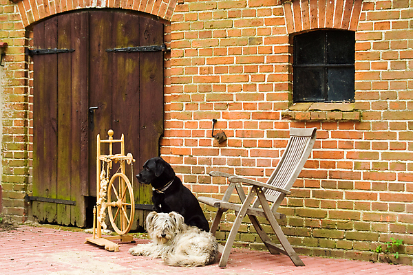 포토 JPG 해외이미지 동물 2 의자 창문 포유류 벽돌 앉기 사람없음 야외 가로 농장 문 검은색 회색 시골 양치기 개 래브라도리트리버 무역 외양간 해외포토 직업 산업 컬러 가구 농업 모션 리트리버 파일형식 이미지허브