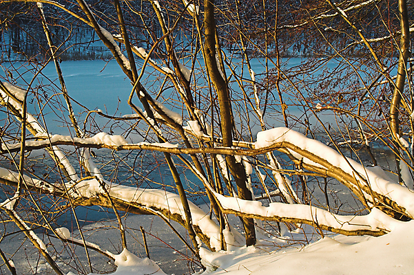 포토 JPG 해외이미지 나무 겨울 자연 사람없음 야외 파란색 햇빛 갈색 추위 흰색 숲 눈내림 해외포토 식물 계절 컬러 눈_날씨 태양 생태계 파일형식 이미지허브