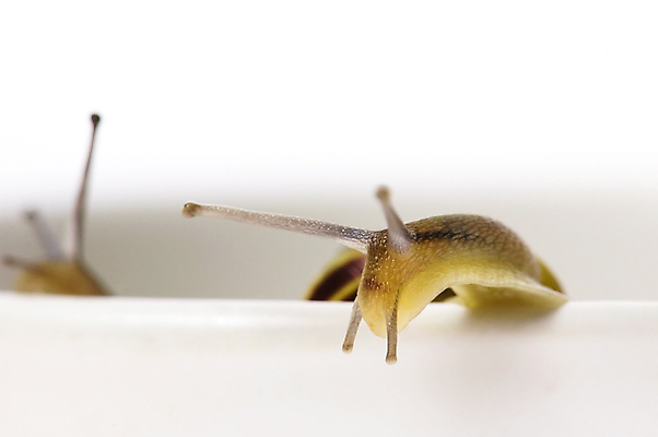 포토 JPG 해외이미지 두마리 연체동물 실내 근접촬영 사람없음 아웃포커스 흰배경 해외포토 뷰포인트 백그라운드 2 무척추동물 촬영기법 내부 흰색 파일형식 이미지허브