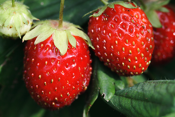 포토 JPG 해외이미지 식물 열매 잎 농업 채소 과일 딸기 사람없음 성장 신선 원예 베리 해외포토 산업 취미 파일형식 이미지허브