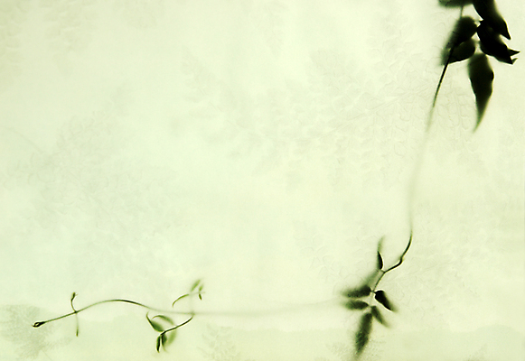 포토 JPG 해외이미지 식물 종이 백그라운드 잎 자연 사람없음 가로 초록색 질감 포도나무 내추럴 양치류 카피스페이스 해외포토 컬러 공백 과일나무 생태계 파일형식 이미지허브