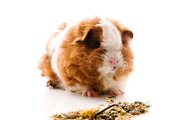 포토 JPG 해외이미지 한마리 사람없음 먹이 먹기 기니피그 해외포토 1 포유류 모션 파일형식 이미지허브