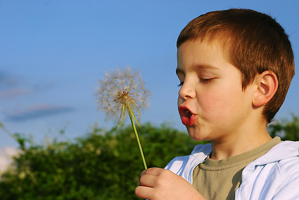 포토 JPG 해외이미지 식물 손 남자 꽃 어린이 놀이 아침 씨앗 한명 소년 야외 햇빛 희망 봄 꿈 성장 잡기 작음 큼 민들레 불기 문학 소원 알레르기 타격 해외포토 주간 1 계절 감정 모션 사람 신체부위 태양 질병 크기 파일형식 이미지허브