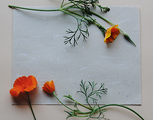 포토 JPG 해외이미지 식물 계절 꽃 종이 오렌지 자연 사람없음 가로 초록색 봄 신선 질감 캘리포니아 양귀비 카피스페이스 해외포토 컬러 과일 미국 공백 생태계 파일형식 이미지허브