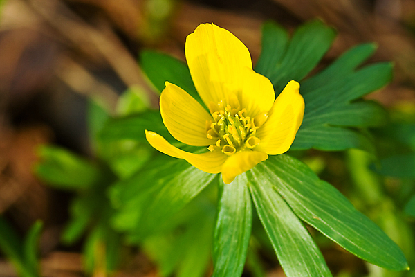 포토 JPG 해외이미지 식물 1 꽃잎 꽃 잎 사람없음 가로 초록색 갈색 노란색 벚꽃 꽃수술 해외포토 컬러 파일형식 이미지허브