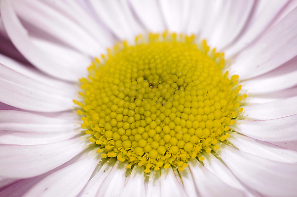포토 JPG 해외이미지 식물 계절 공원 꽃잎 꽃 백그라운드 꽃무늬 밭 자연 하늘 초원 사람없음 야외 초록색 여름 컬러풀 뷰티 노란색 환경 정원 봄 성장 벚꽃 흰색 신선 개화 닫기 작음 다발 묘사 싱글 원예 데이지 내추럴 고립 해외포토 공공시설 컬러 무늬 농업 모션 취미 크기 생태계 파일형식 이미지허브