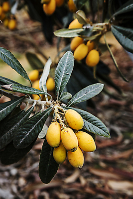포토 JPG 주간 열매 과일 사람없음 야외 아웃포커스 전라남도 완도 비파나무 국내포토 자연요소 나무 식물 촬영기법 전라도 파일형식