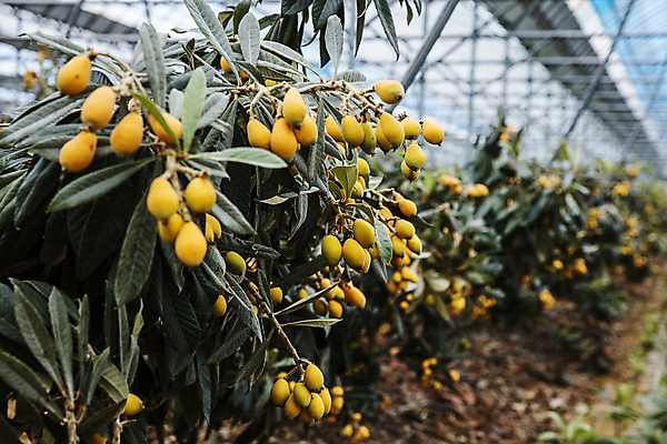 포토 JPG 주간 열매 과일 실내 사람없음 아웃포커스 전라남도 비닐하우스 완도 비파나무 국내포토 자연요소 나무 식물 농업 촬영기법 내부 전라도 파일형식