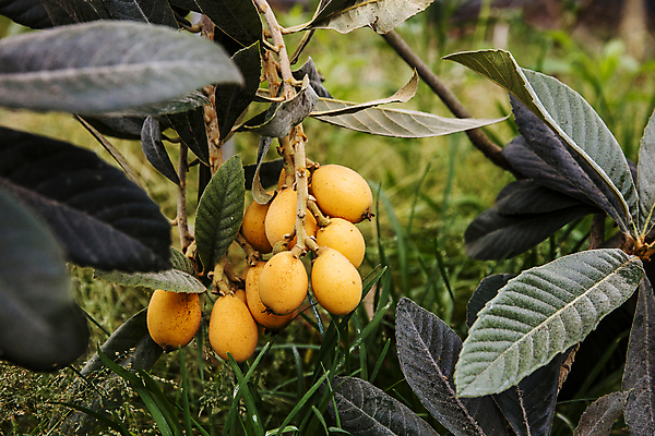 포토 JPG 주간 열매 잎 과일 사람없음 야외 전라남도 완도 비파나무 국내포토 자연요소 나무 식물 전라도 파일형식